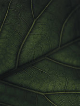Green Home Book